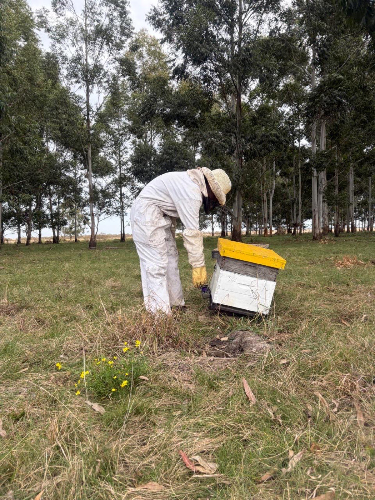 Apicultor pesando una colmena durante la recorrida del apiario